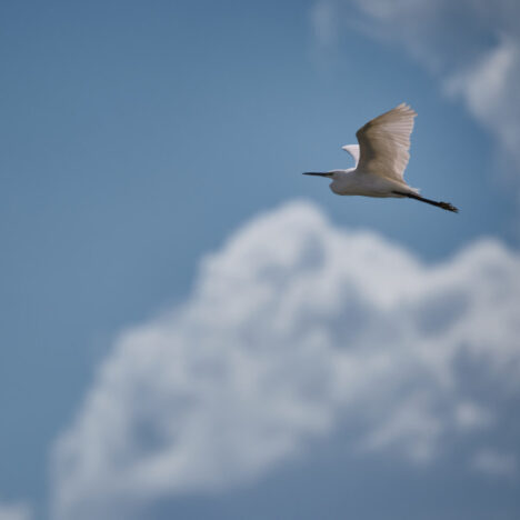 Test Fujinon XF 70-300mm